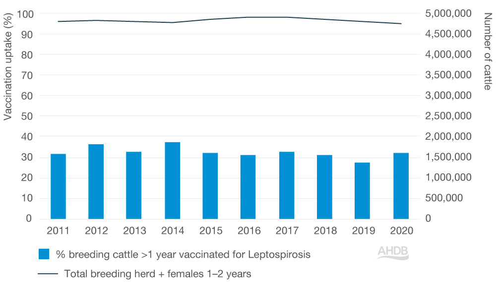 Leptospirosis vaccine in cattle uptake graph.